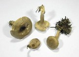 Clitocybe radicellata image