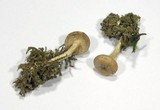Clitocybe vermicularis image