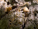 Kuehneromyces mutabilis image