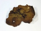 Disciotis venosa image