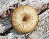 Tricholomopsis decora image
