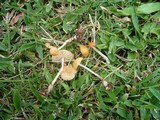 Marasmius oreades image