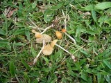 Marasmius oreades image