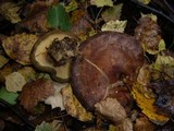 Paxillus cuprinus image