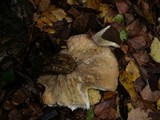 Lactarius turpis image