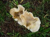 Omphalotus nidiformis image
