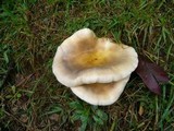 Omphalotus nidiformis image