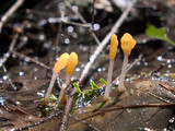 Mitrula elegans image