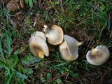 Omphalotus nidiformis image