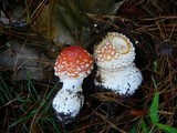 Amanita muscaria var. muscaria image