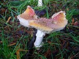 Amanita muscaria var. muscaria image