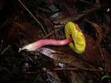 Boletellus obscurococcineus image
