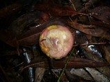 Boletellus obscurococcineus image