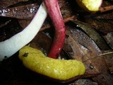 Boletellus obscurococcineus image