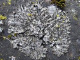 Phaeophyscia orbicularis image