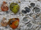 Diploschistes scruposus image