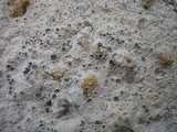 Diploschistes scruposus image