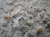 Diploschistes scruposus image
