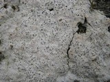Diploschistes scruposus image