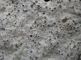 Diploschistes scruposus image