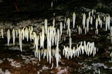 Mucronella fusiformis image