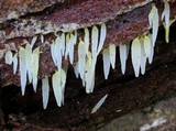 Mucronella fusiformis image