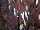 Mucronella fusiformis image