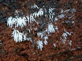 Mucronella bresadolae image