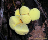 Entonaema liquescens image