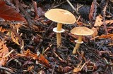 Cystoderma fallax image