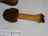 Verpa bohemica image