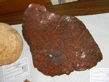 Echinodontium tinctorium image