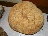 Calbovista subsculpta image