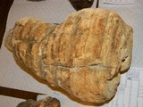 Fomitopsis officinalis image