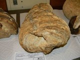 Fomitopsis officinalis image