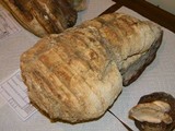 Fomitopsis officinalis image