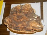 Fomitopsis officinalis image