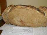 Fomitopsis officinalis image