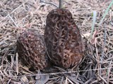 Morchella snyderi image