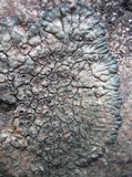 Aspicilia radiosa image