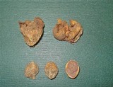 Scleroderma bermudense image