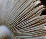 Amanita sect. Vaginatae image