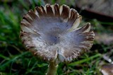 Amanita sect. Vaginatae image