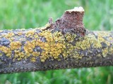 Xanthomendoza hasseana image