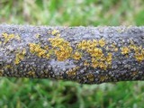 Xanthomendoza hasseana image