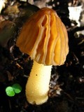 Morchella punctipes image