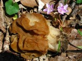 Gyromitra korfii image