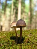 Mycena alcalina image