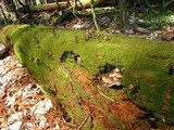 Mycena alcalina image