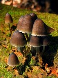Mycena alcalina image